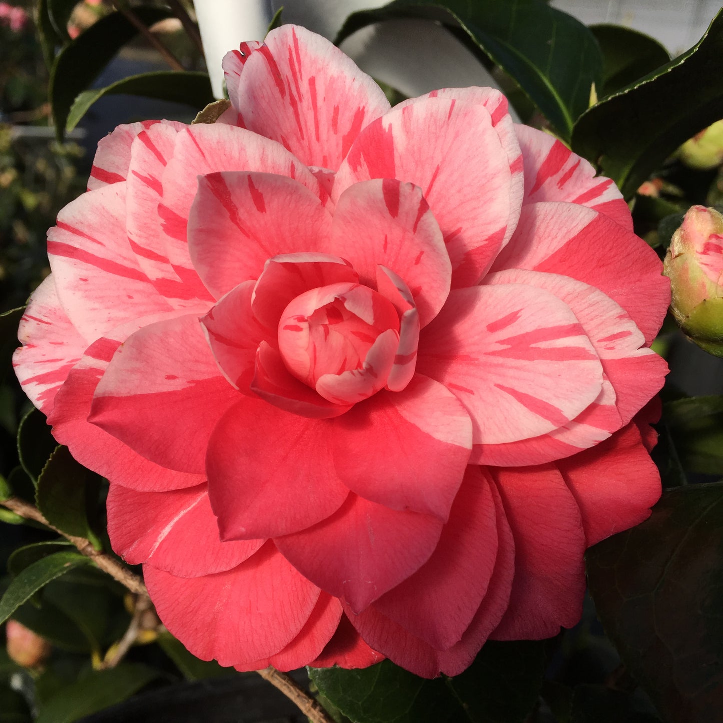 Camellia japonica 'Les Marbury'