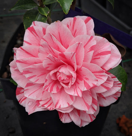 Camellia japonica 'Les Marbury'