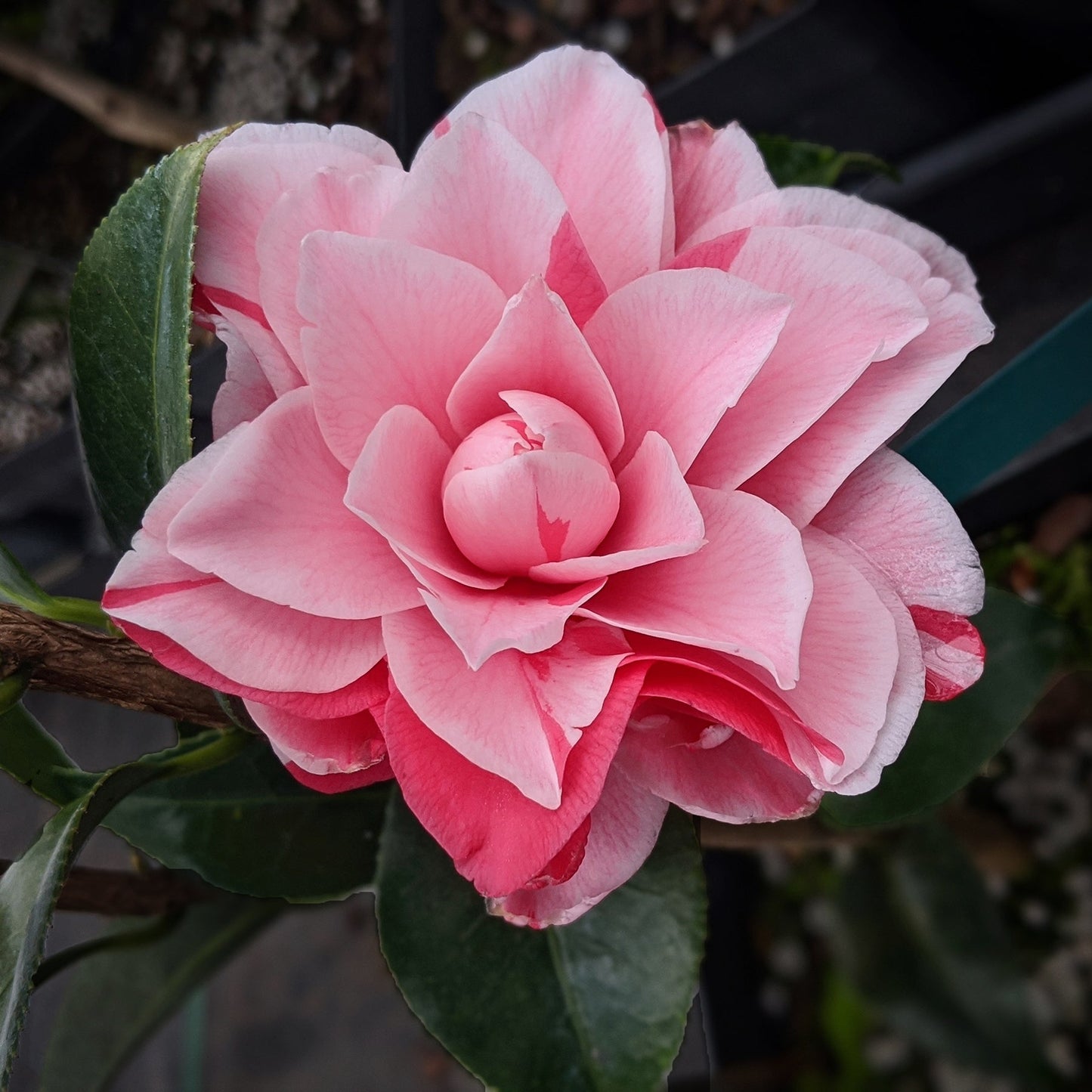 Camellia japonica 'Les Marbury'