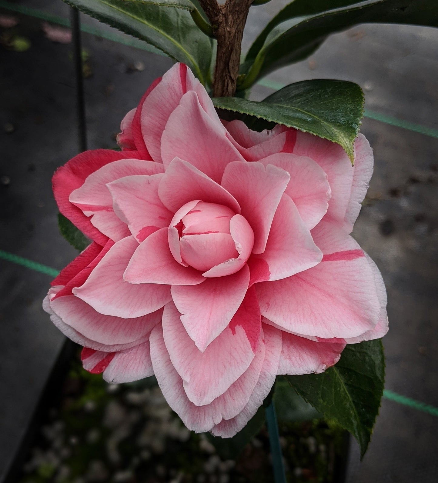 Camellia japonica 'Les Marbury'