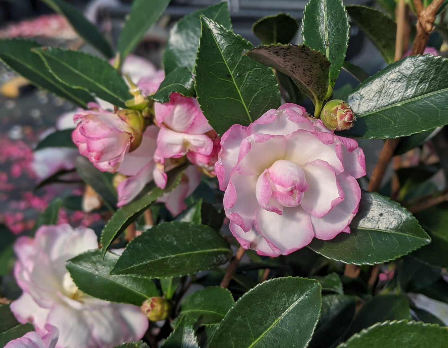 Camellia sasanqua 'Leslie Ann'