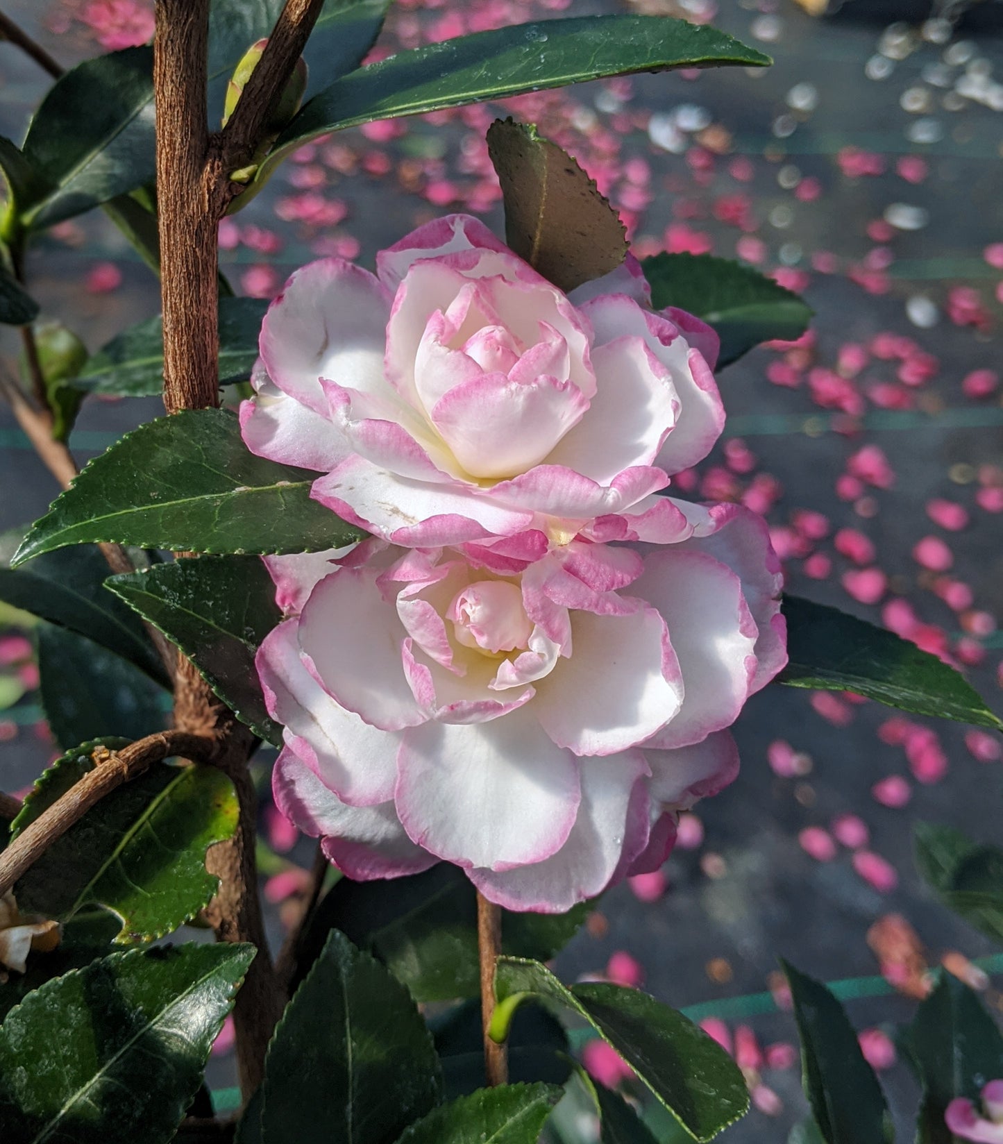 Camellia sasanqua 'Leslie Ann'