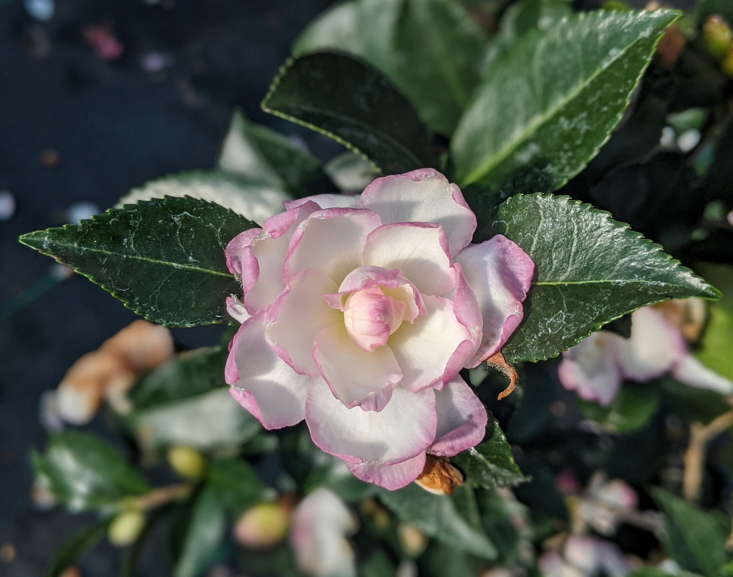 Camellia sasanqua 'Leslie Ann'