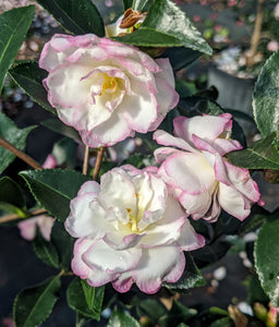 Camellia sasanqua 'Leslie Ann'