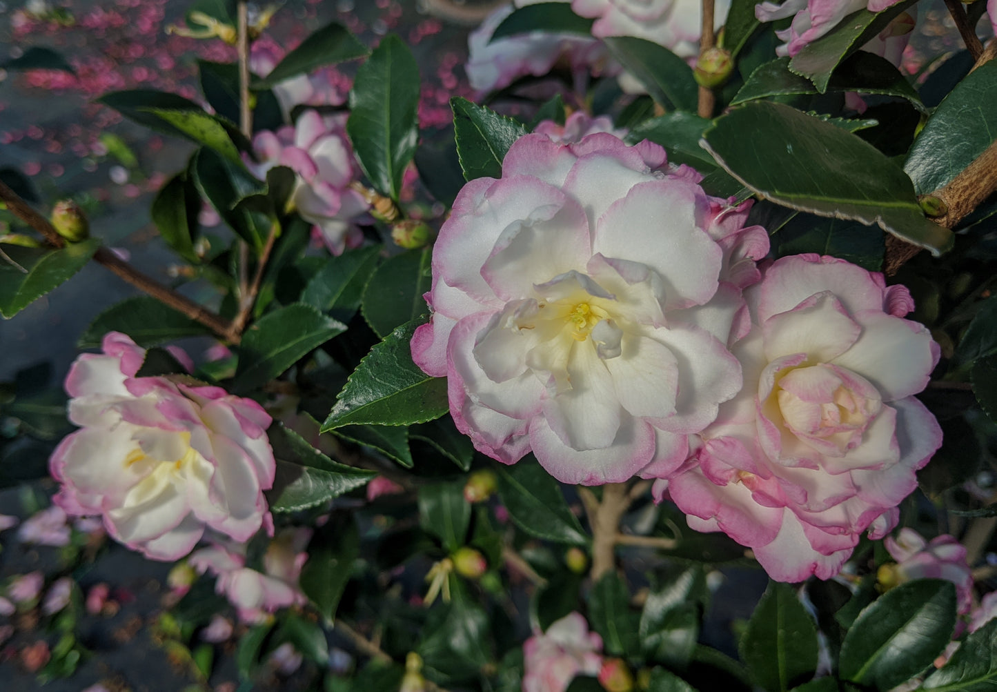 Camellia sasanqua 'Leslie Ann'