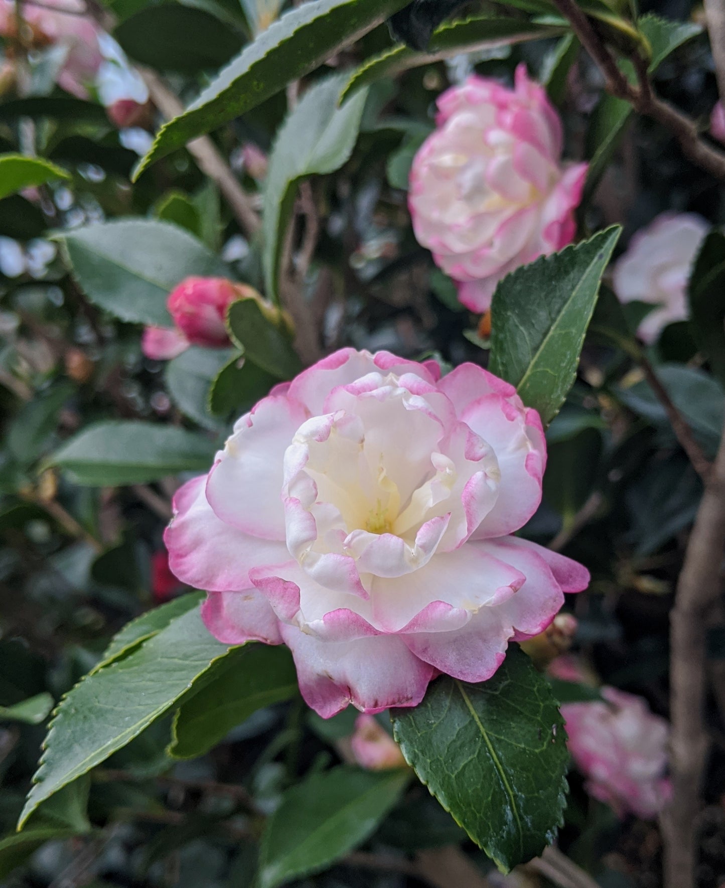 Camellia sasanqua 'Leslie Ann'