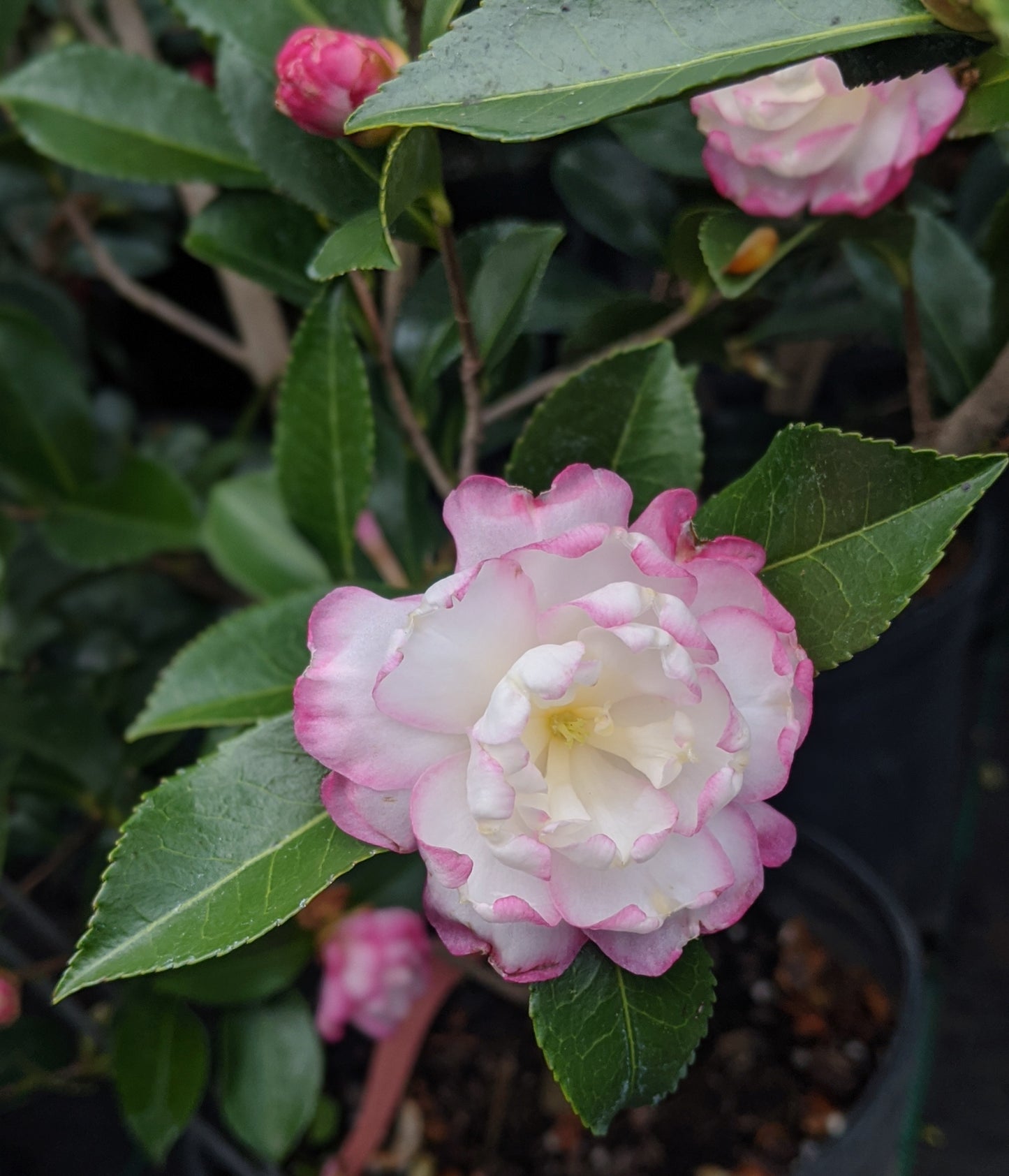 Camellia sasanqua 'Leslie Ann'