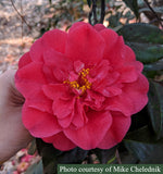 Camellia japonica 'Letitia Schrader'