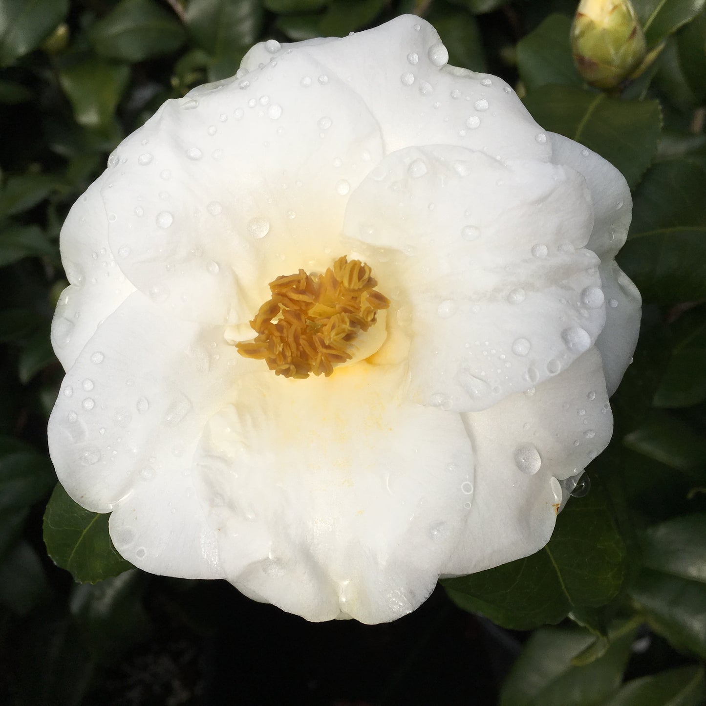 Camellia japonica 'Leucantha'