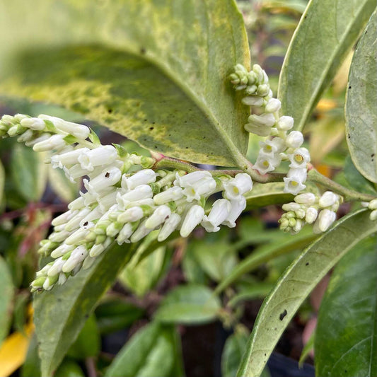 Leucothoe axillaris 'Dodd's Variegated'