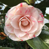 Camellia japonica 'Lila S. Roberts'