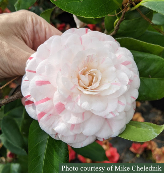 Camellia japonica 'Lila S. Roberts'
