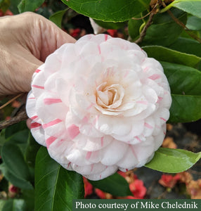 Camellia japonica 'Lila S. Roberts'