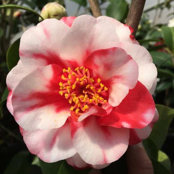 Camellia japonica 'Little Babe Var.'