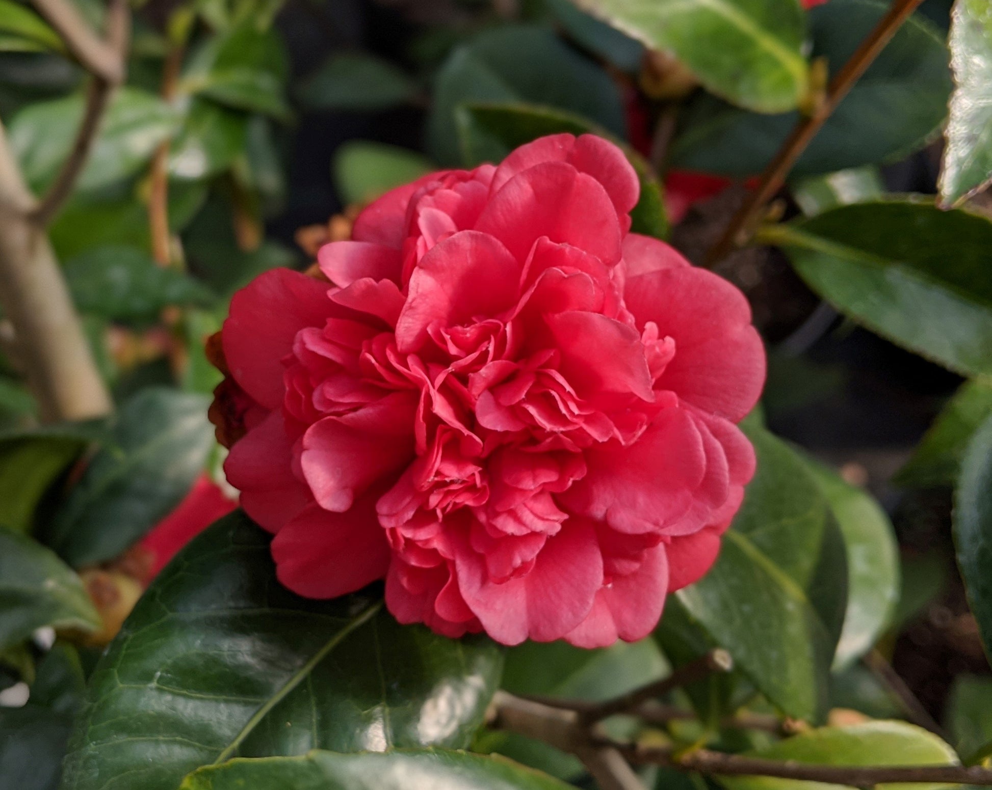 Fall blooming, red, anemone form Camellia japonica 'Little Slam' at Camellia Forest Nursery