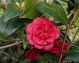 Fall blooming, red, anemone form Camellia japonica 'Little Slam' at Camellia Forest Nursery