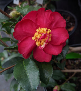 Camellia sasanqua 'Lizzie'