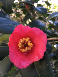 Camellia japonica 'Longwood Centennial'