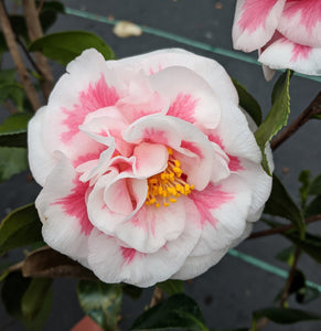 Camellia japonica 'Look Away'
