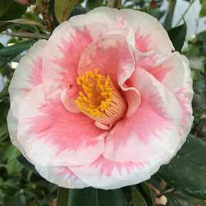 Camellia japonica 'Louise Fitzgerald'