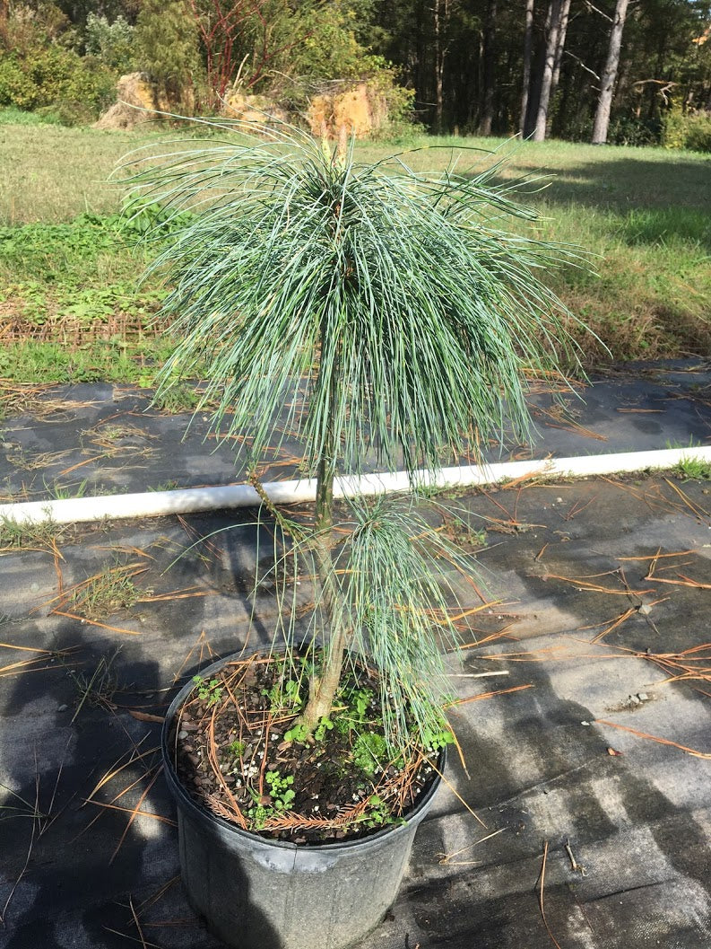 Pinus wallichiana 'Zebrina'