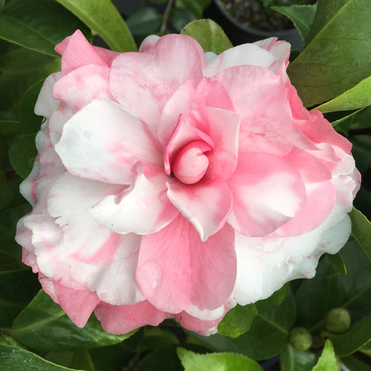 Camellia japonica 'M. L. Spencer Var.'