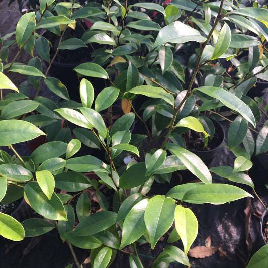 Magnolia figo 'Hagiwara Everblooming'