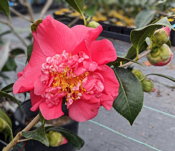 Camellia japonica 'Maiden of Great Promise'