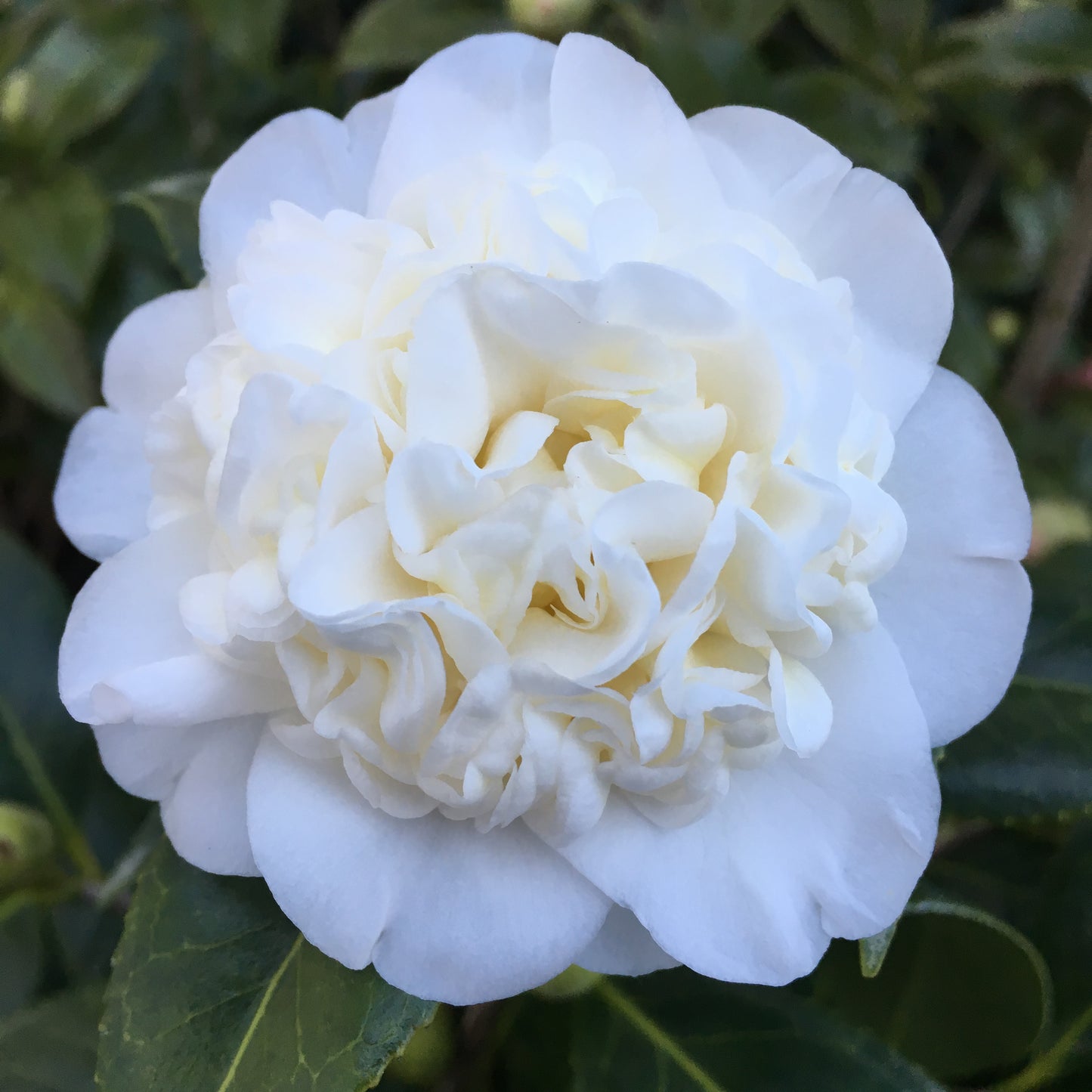 Camellia japonica 'Man Size'