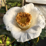 Camellia japonica 'Manazuru' (Higo)