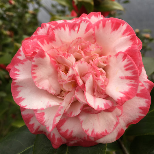 Camellia japonica 'Margaret Davis'