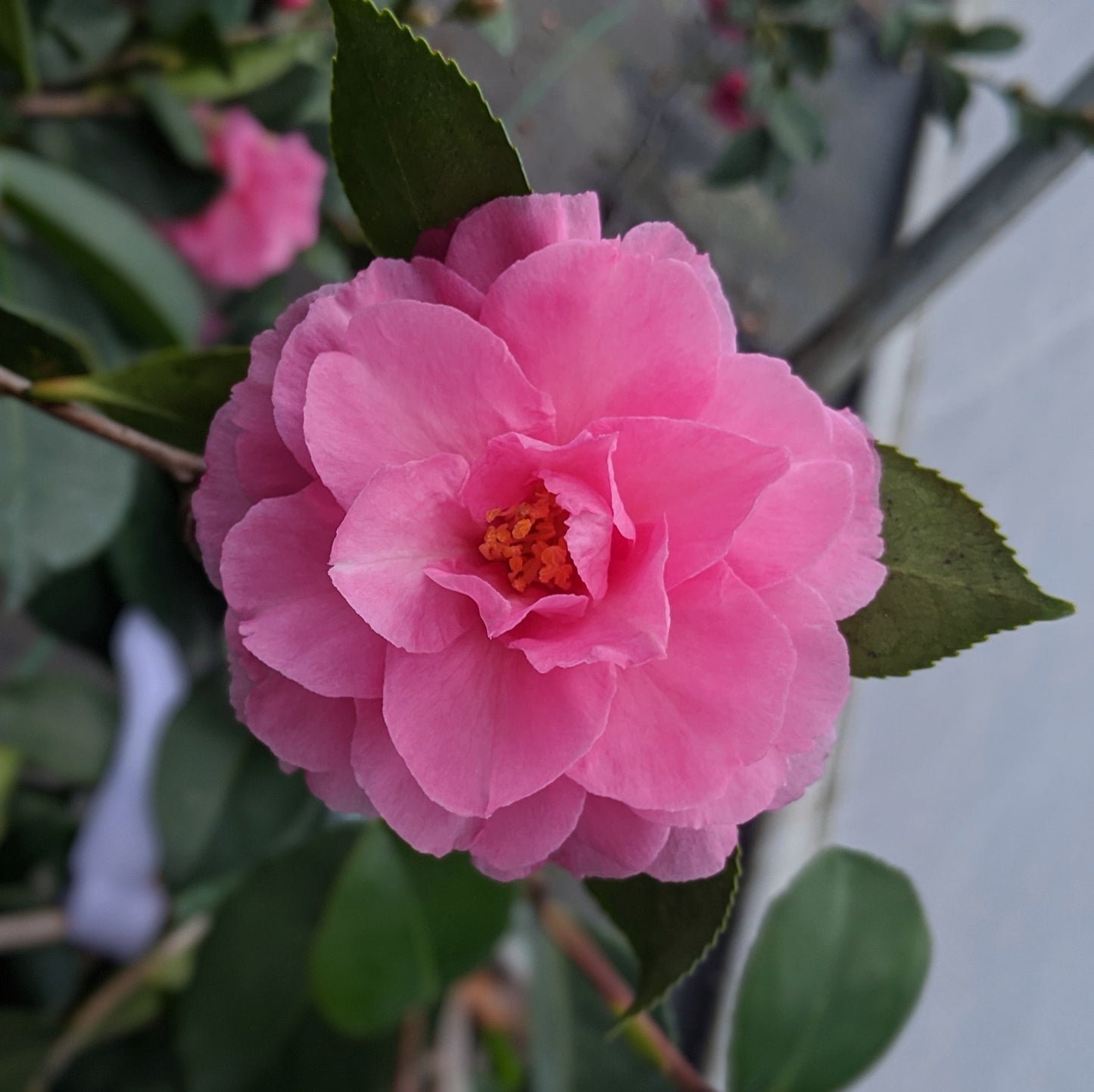 Camellia sasanqua 'Marge Miller'