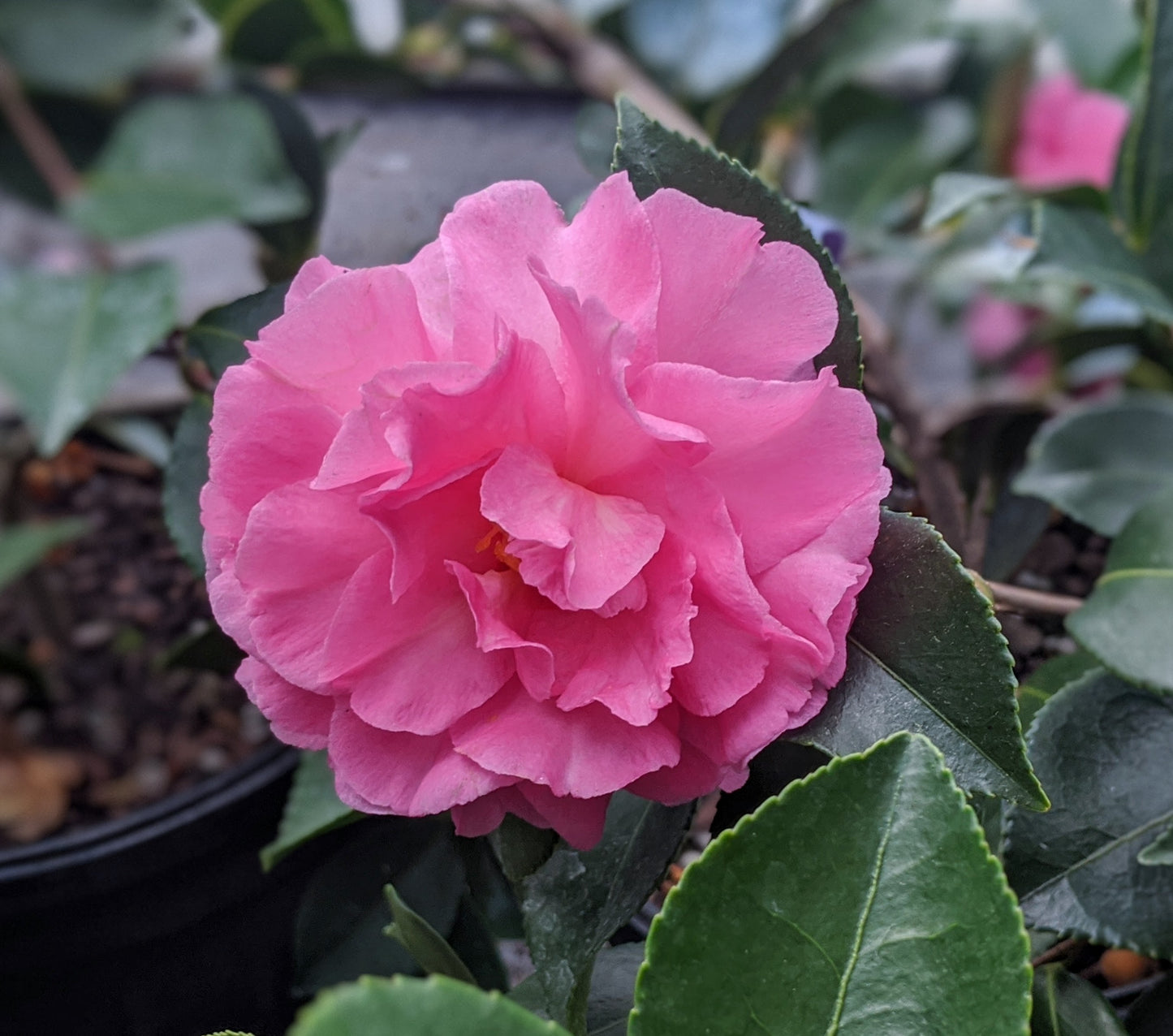 Camellia sasanqua 'Marge Miller'