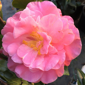 Camellia japonica 'Marie Bracey'