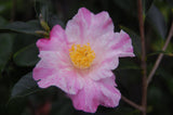 Camellia x 'Marshall'