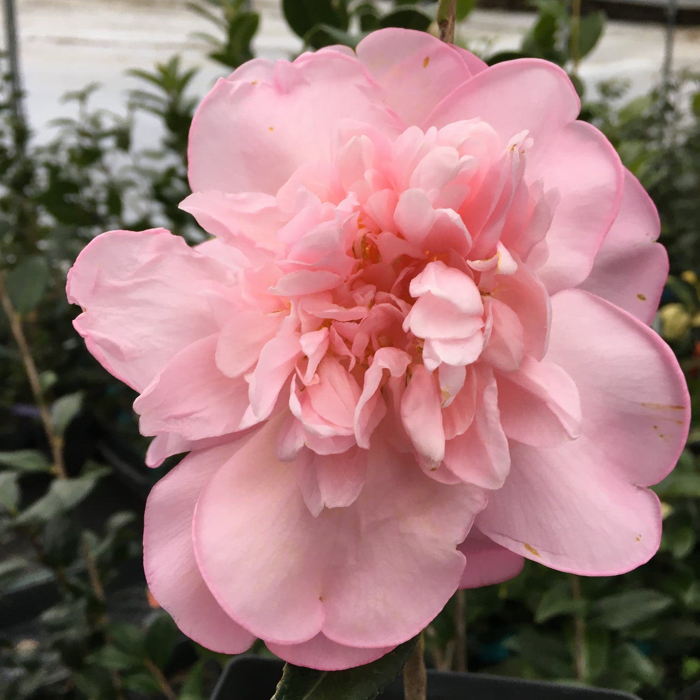 Camellia x 'Mary Phoebe Taylor'