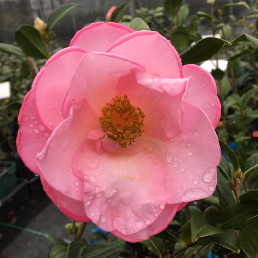 Camellia x 'Mary Phoebe Taylor'