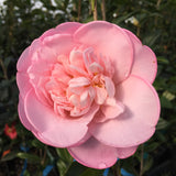 Camellia x 'Mary Phoebe Taylor'
