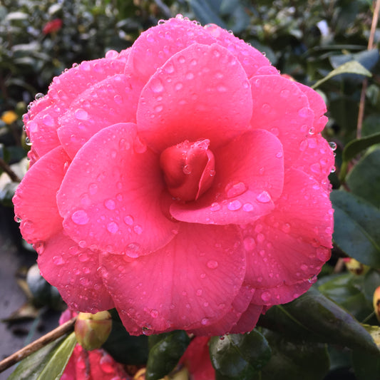 Camellia japonica 'Mathotiana'