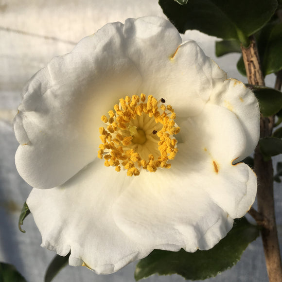 Camellia japonica 'Mel's Seedling'