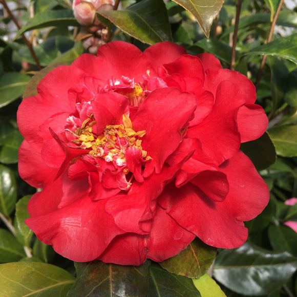 Camellia japonica 'Mena Ladnier'