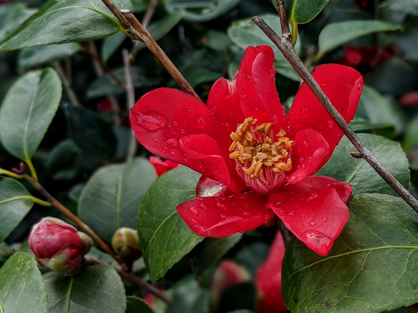 Camellia x vernalis 'Mieko Tanaka'