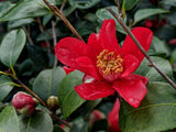 Camellia x vernalis 'Mieko Tanaka'