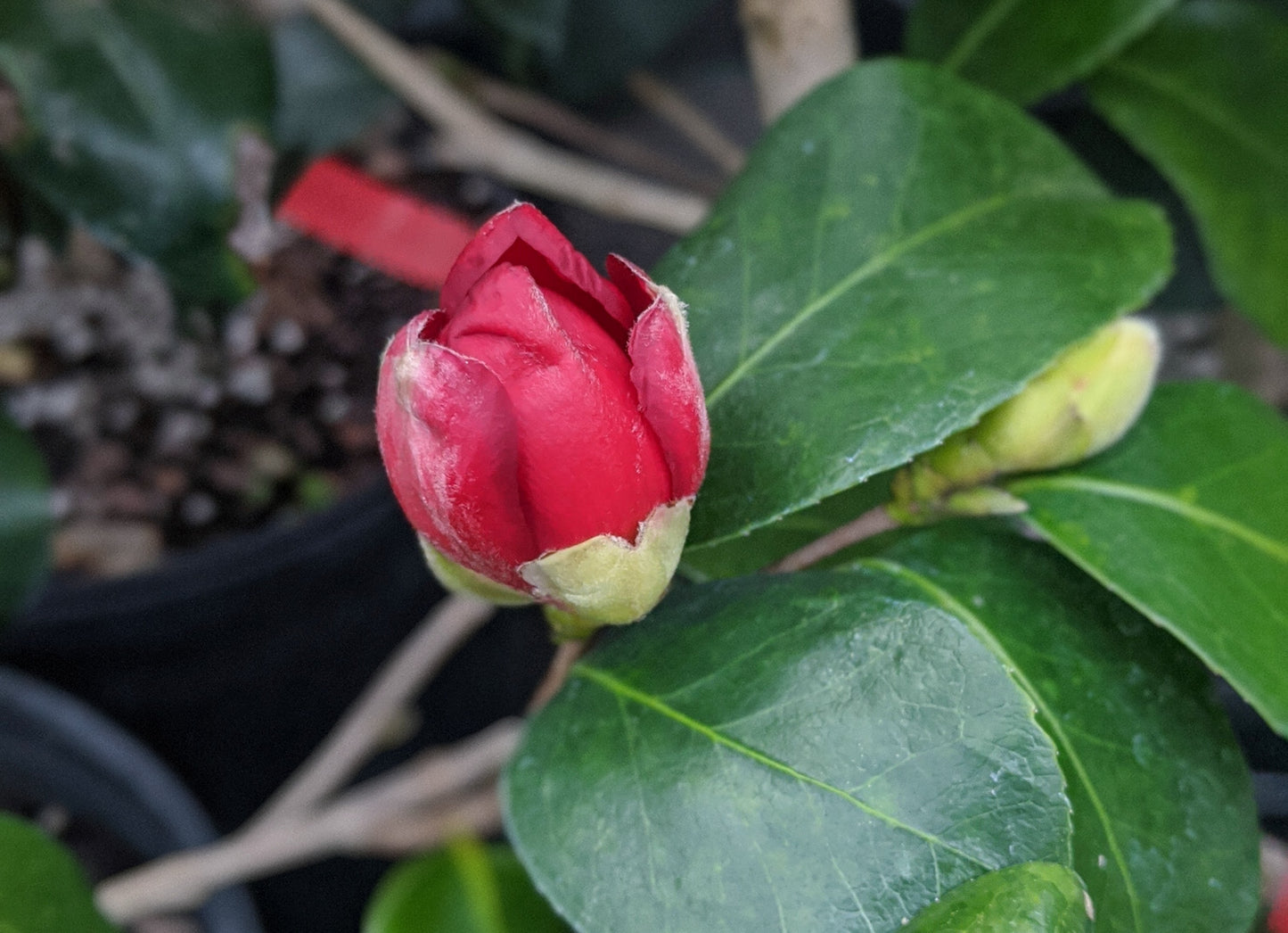 Camellia x vernalis 'Mieko Tanaka'