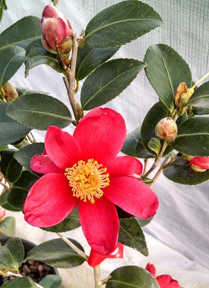 Camellia x vernalis 'Mieko Tanaka'