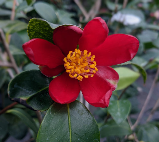 Camellia x vernalis 'Mieko Tanaka'