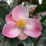 Camellia x 'Minato-no-akebono'