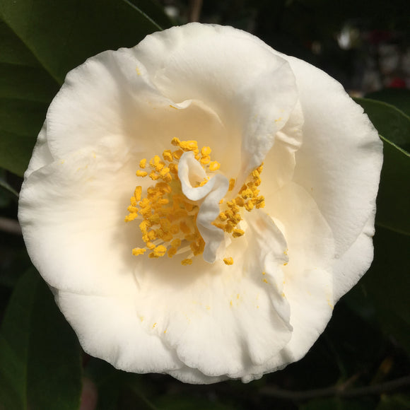 Camellia japonica 'Miss Biloxi'