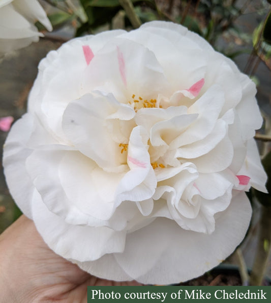 Camellia japonica 'Miss Lyla'