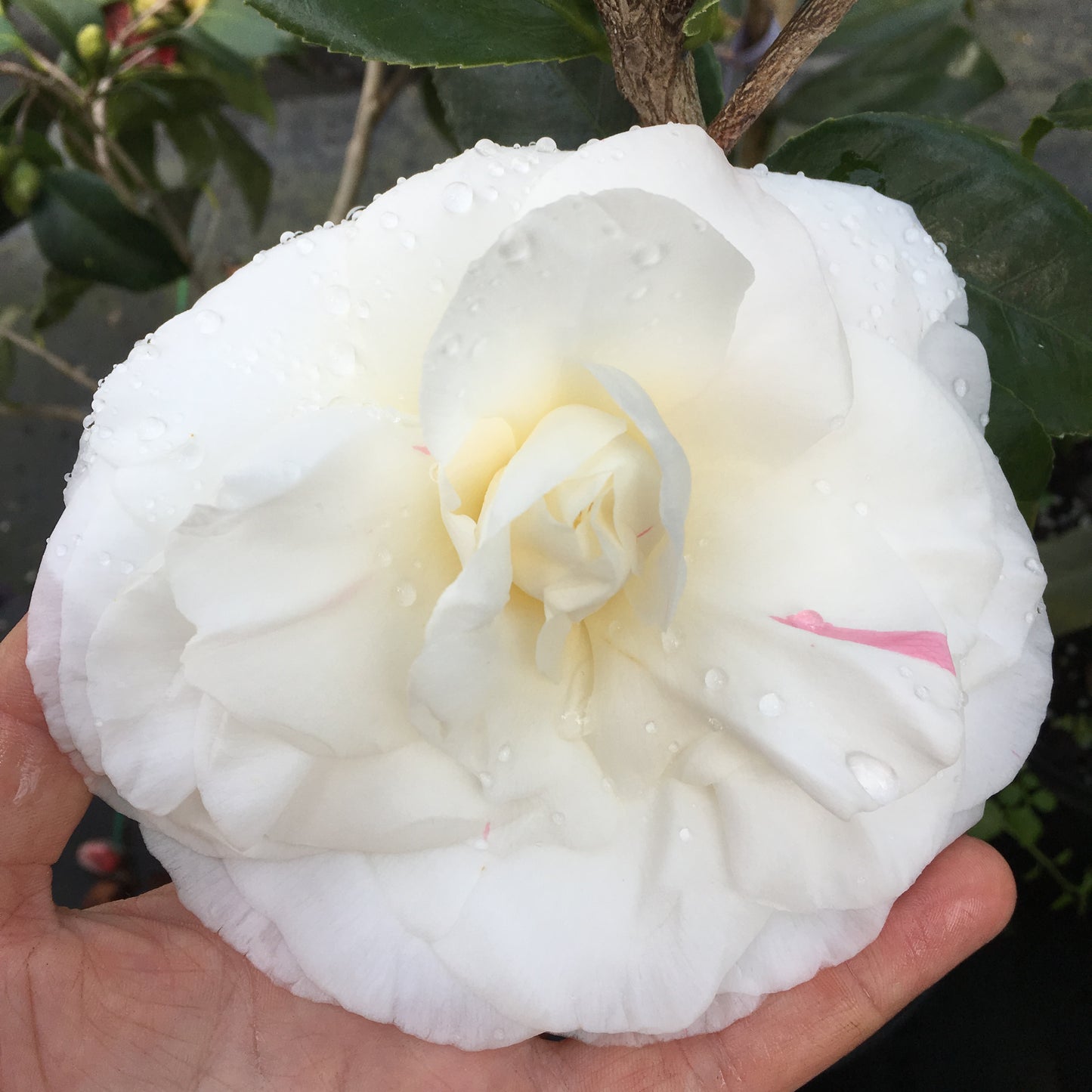 Camellia japonica 'Miss Lyla'